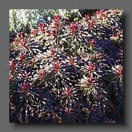 Euphorbia myrsinitis